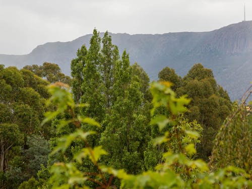 Bupa South Hobart