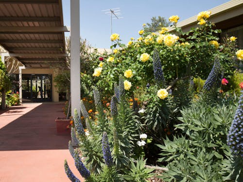 Regis Sunraysia